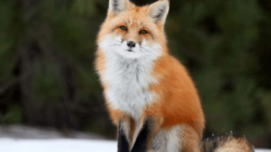 Cute:Vckxjxf4zh0= Fox
