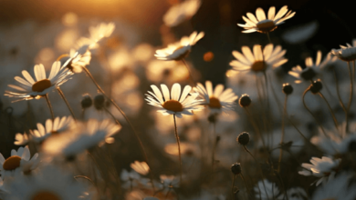 Aesthetic:Fg717absbvw= Flower