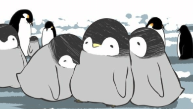 Anime:77ddsm9bsp0= Penguins