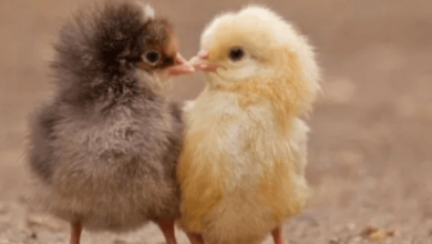 Baby:4ejkik28m7u= Chicken