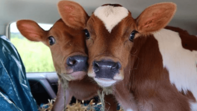 Baby:Tug3anmwsk0= Cows