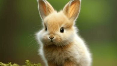 Cute:G20bacyjnym= Bunny