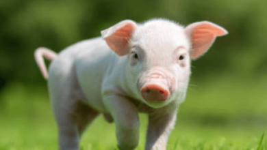 Cute:Pamwaummhqs= Pig