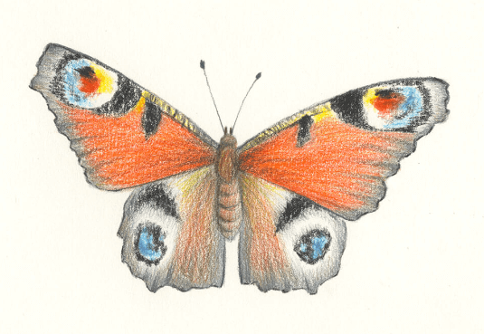 Drawing:Q5pbirjjkfa= Butterfly