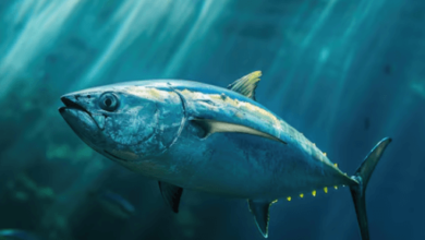 Ocean:_R-Pnrohkyq= Fish