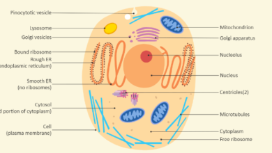 Animal:Z9surbj6cs8= Cell Labeled