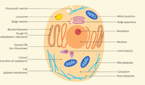 Animal:Z9surbj6cs8= Cell Labeled