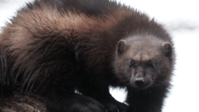 Animal:Lxjjx7snyfs= Wolverines