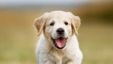 Dog:Nhmh1ijfxpo= Puppies