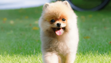 Little:Vspf48zfklu= Pomeranians