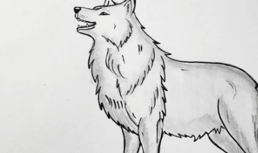 Wolf:El5lvtvvu6c= Drawing