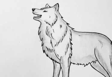 Wolf:El5lvtvvu6c= Drawing