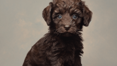 Mini:Kgkii5k5m2g= Labradoodle