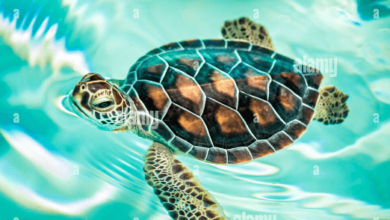 Cute:Famaq2of7wo= Baby Turtle