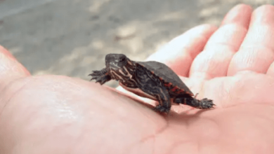 Cute Terrapin