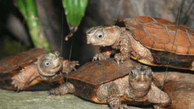 Black-Breasted Leaf Turtle Lifespan