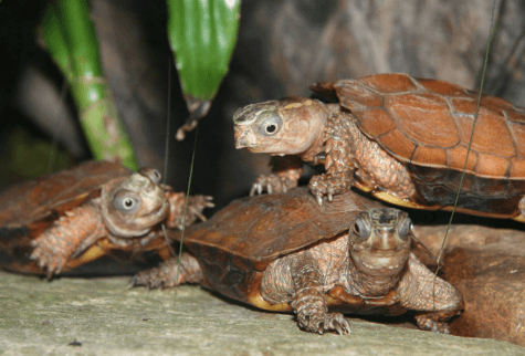 Black-Breasted Leaf Turtle Lifespan