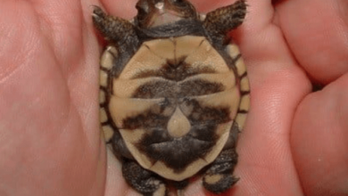 Adorable Turtle