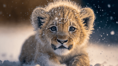 Cute:Dau92hvqzrs= Lion