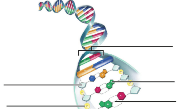 Labeled:Wyuvjtk0at8= Dna Diagram