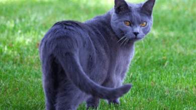 Blue:Fpqcyfhl8c8= Cat