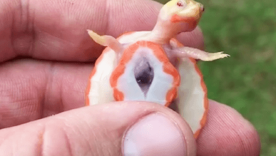 Cutest Turtle Ever