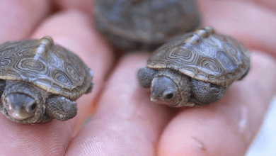 Adorable:Cu62wnn_Nqu= Baby Turtle