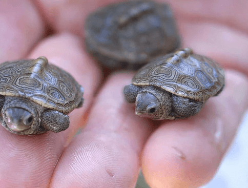 Adorable:Cu62wnn_Nqu= Baby Turtle