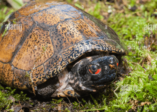 3 Eyed Turtle