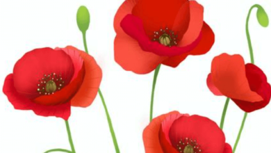 Clipart:Sa5diuktyww= Poppy