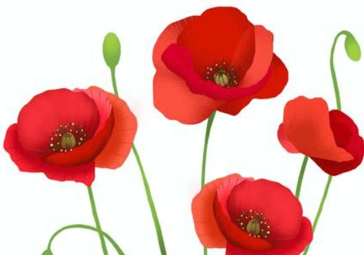 Clipart:Sa5diuktyww= Poppy