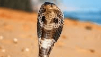 Cobra:Jfcjwucqrja= Sanke