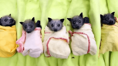 Cute:-_Noi7qvbwi= Bat