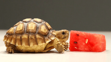 Cute Super Cute Baby Tortoise