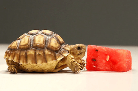 Cute Super Cute Baby Tortoise