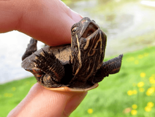 Cute:8rxvseni5e0= Turtle