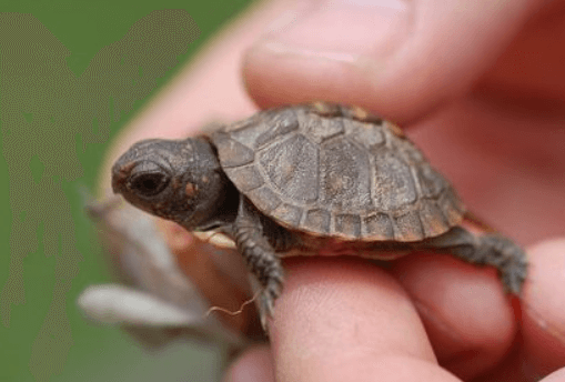 Cute Tiny Turtles