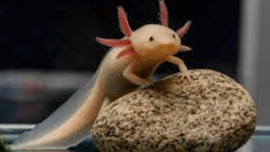 Cute:Dyf8c8wezxm= Axolotl