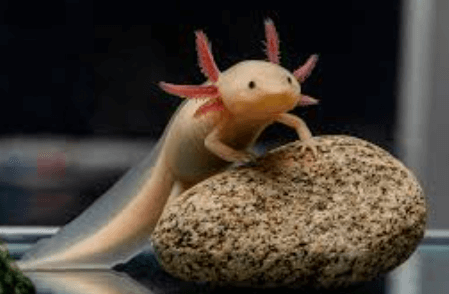 Cute:Dyf8c8wezxm= Axolotl