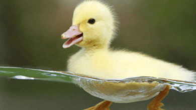 Cute:Mq1dy-Nnlwa= Duck