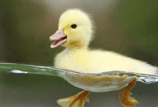 Cute:Mq1dy-Nnlwa= Duck