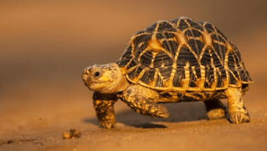 Cutest Turtle Breeds