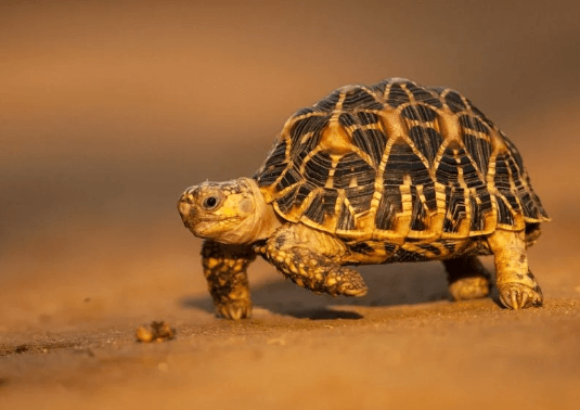 Cutest Turtle Breeds