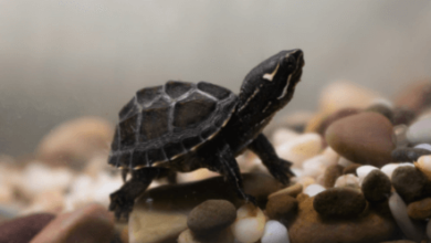 Cute:Vpwzjtq7n78= Turtles