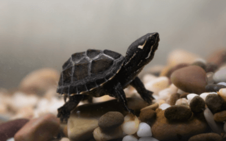 Cute:Vpwzjtq7n78= Turtles