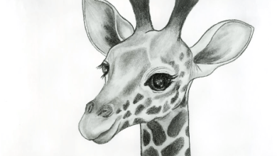 Drawing:Bkjikold4xi= Giraffe