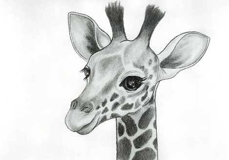 Drawing:Bkjikold4xi= Giraffe