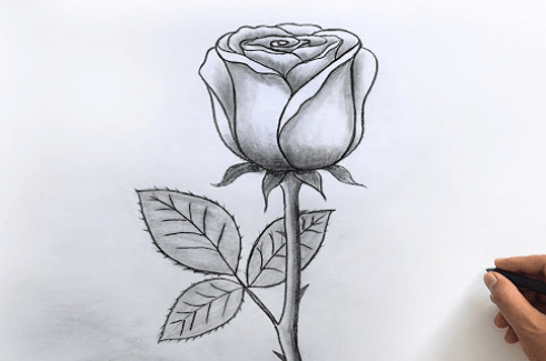 Drawing:Jpqeilqq8qm= Flowers