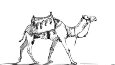 Drawing:Xp5pmetygu8= Canel
