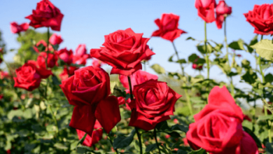 Flower:I9qmojqktok= Roses